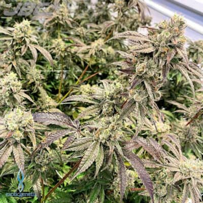 Exotic - Rainbow Runtz (Rainbow Chip x Runtz) [FEM]