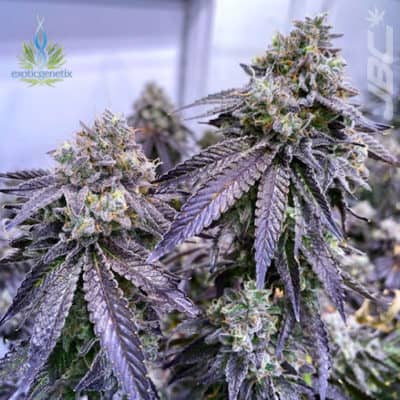 Exotic - Raunchy Runtz (Cream D x Runtz) [FEM]