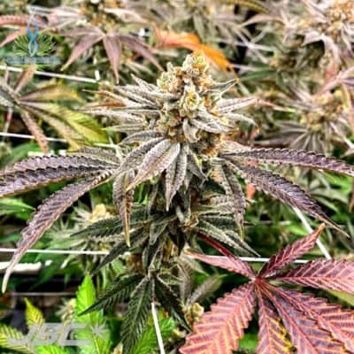 Exotic - Bonkers V2 (Lemon Tree x C&C IX3)