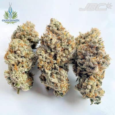Exotic - Cookies & Cream IX3