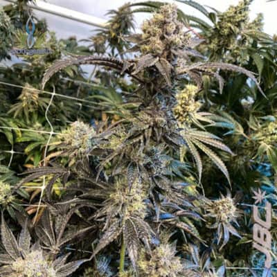 Exotic - Dole Whip (Tropic Truffles x C&C IX3)