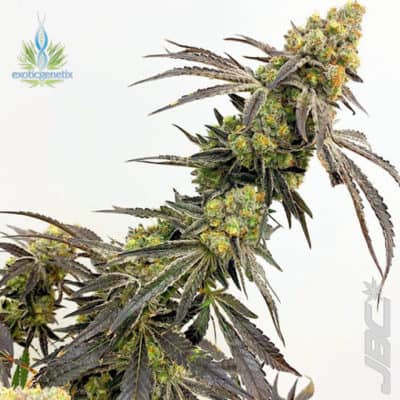 Exotic - Strawberry Float (Red Pop x C&C IX3)