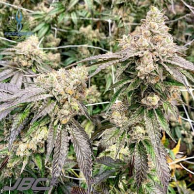 Exotic - Greasy Runtz (Grease Monkey x Runtz) [FEM]