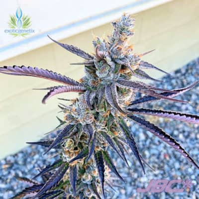 Exotic - Red Runtz (Red Pop x Runtz) [FEM]