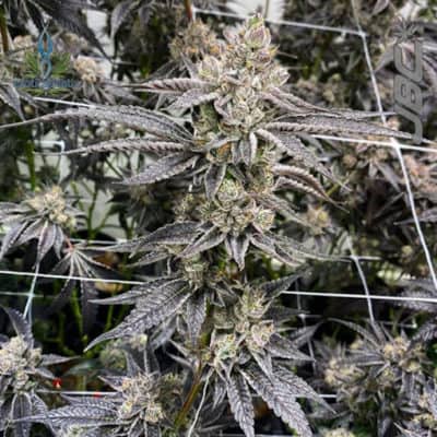 Exotic - Sunset Runtz (Sherb x Runtz) [FEM]