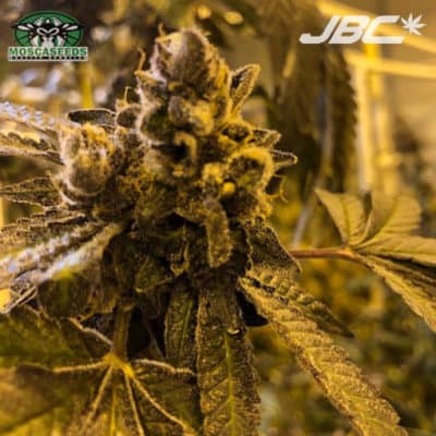 Mosca - Dayger (Candyland x Gelato) [FEM]