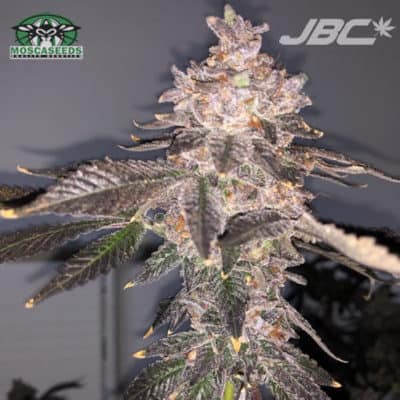 Mosca - Green Tea (Forbidden Fruit x Gelato) [FEM]