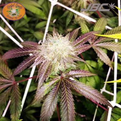 Useful - Blue Dream x Choc. D [FEM]