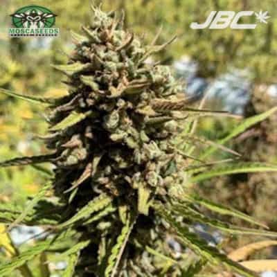 Mosca - Cheese-Sus Christ (Cheese Haze x Cheese Haze) [AUTO FEM]