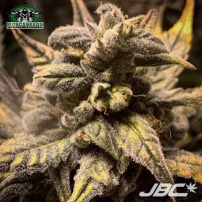 Mosca - Frosted Skywalker (Frosted Zin x Skywalker OG Auto) [AUTO FEM]