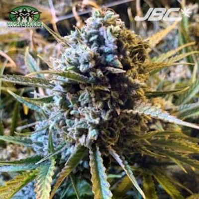 Mosca - Frosted Watermelon (Wautomelon x Frosted Zin Auto) [AUTO FEM]
