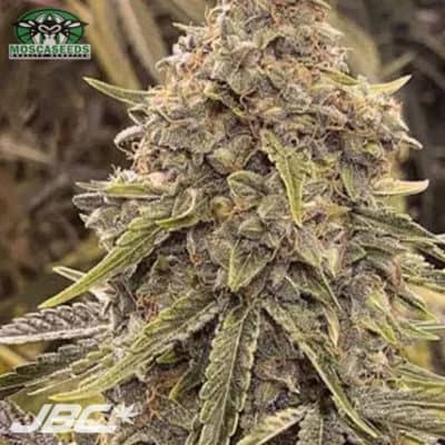 Mosca - Skywalker OG BX (F1 x F6) [AUTO FEM]