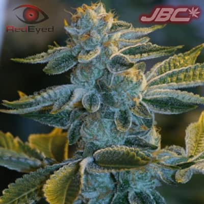 Red Eyed - Joesy’s Breath (OGKB x Locktite)