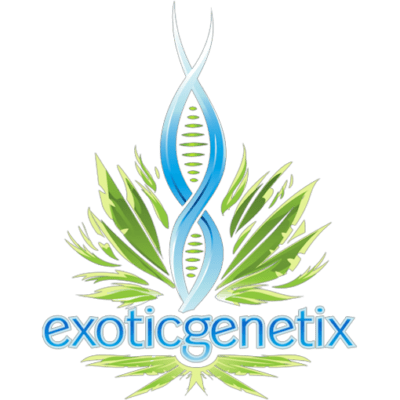 Exotic - Vanilla Gorilla (Grease Monkey x C&C)