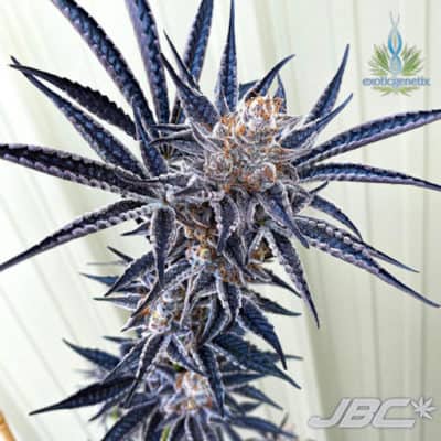 Exotic - Baker's Dozen (Milk & Cookies x Rainbow Chip)