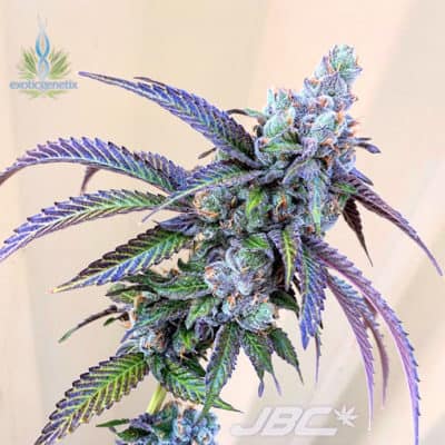 Exotic - Rainbow Chip F2