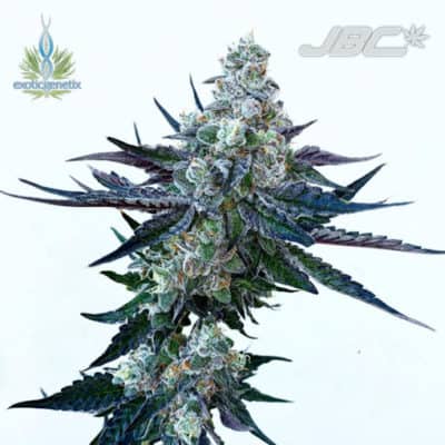 Exotic - Scotty 2 Hotty (Biscotti x Rainbow Chip)