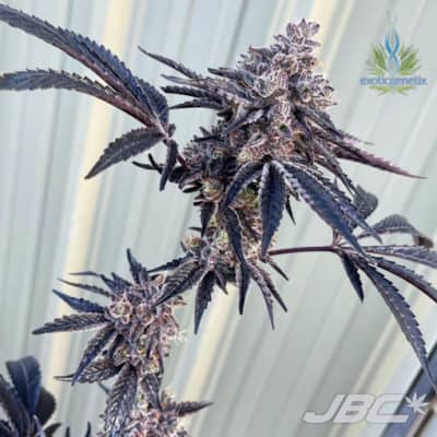 Exotic - Southern Sugar (Georgia Pie x Rainbow Chip)