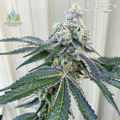 Exotic - THE WOAH (Wojo x Rainbow Chip)
