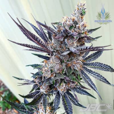 Exotic - Tongue Splasher (Gushers x Rainbow Chip)