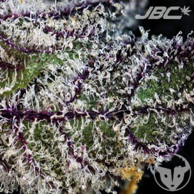Rare Dankness - Rare Darkness (Grape Ape x RD1) [FEM]