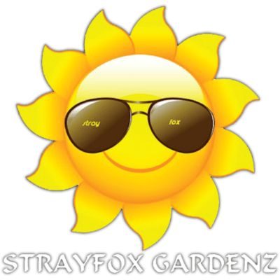 Strayfox - Skunk Sauce (Road Kill Skunk/Appalachian Super Skunk x Basic Skunk 16)