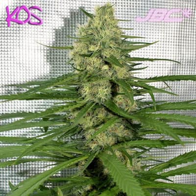 KOS - Chunky Cherry Thai (Deep Chunk x Cherry Thai)