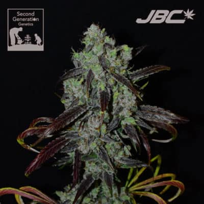 SGG - Stretch (Bandaid Haze x DJ BB)