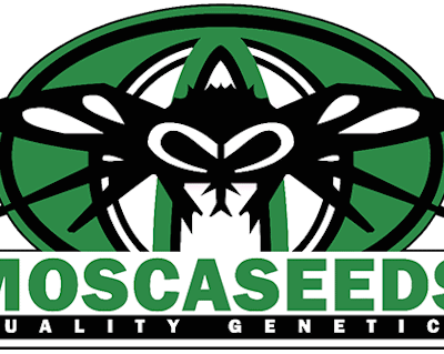 Mosca - Pink Gorilla (GG4 x Pink 2.0)