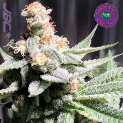 Legendary - Grape Stomper BX3