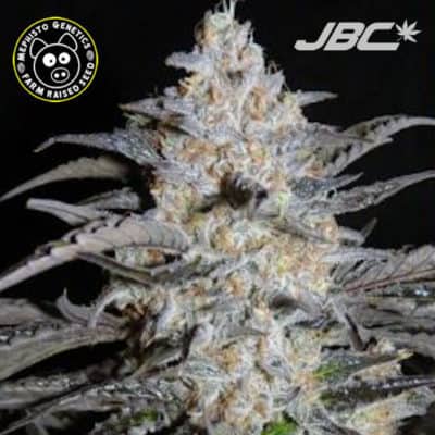 Mephisto - 3 Bears (Bear OG x Triangle F3) [AUTO FEM]