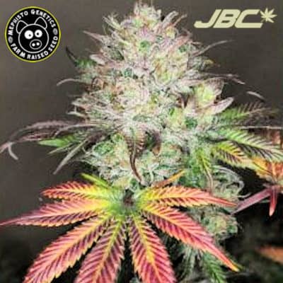 Mephisto - Creme De La Chem (Stardawg x Chemdogging) [AUTO FEM]