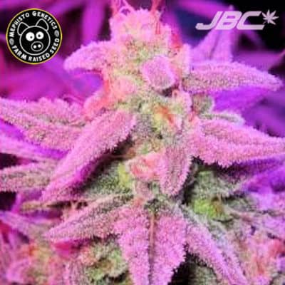 Mephisto - Double Grape (Sour Stomper x Grape Crinkle) [AUTO FEM]