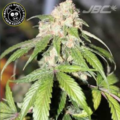Mephisto - Samsquanch OG (Yeti OG x 3 Bears OG) [AUTO FEM]