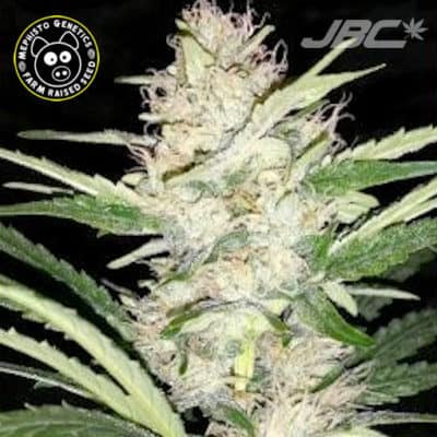 Mephisto - Skywalker (Skywalker Kush x Triangle F3) [AUTO FEM]