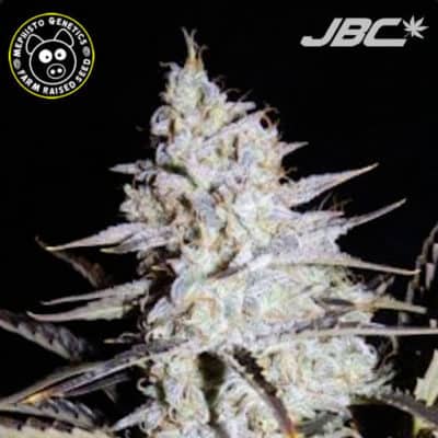 Mephisto - Sour Stomper (Grape Stomper OG x Sour Crack F5) [AUTO FEM]