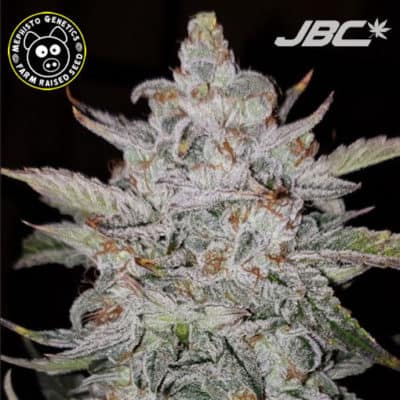 Mephisto - Forum Stomper (GSC x Sour Stomper) [AUTO FEM]