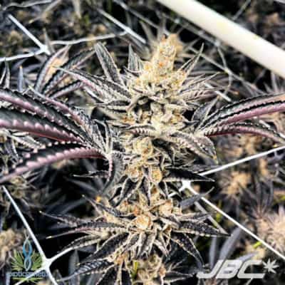 Exotic - Fritter Glitter (Apple Fritter x Red Runtz) [FEM]