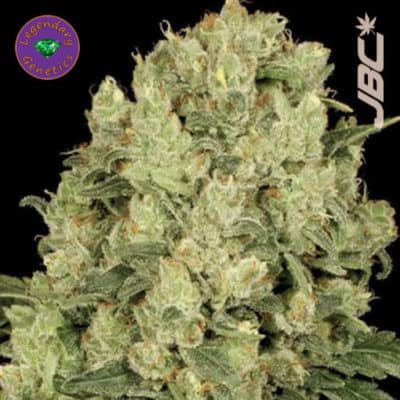 Legendary - AK Stomper (AK47 x Grape Stomper)