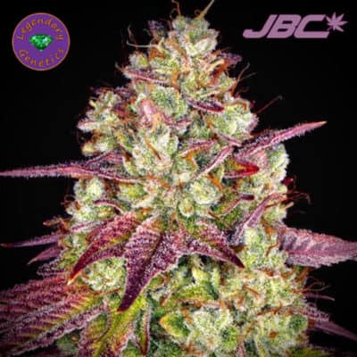 Legendary - Concord Clementine (Colorado Clementine x Grape Stomper)