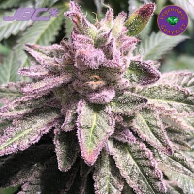 Legendary - Lava Cake #11 x Melonade x MAC x Grape Stomper