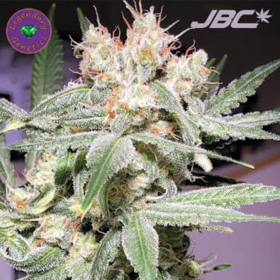 Legendary - Stawberry Gobstomper (Strawberry Gobstopper x Grape Stomper)