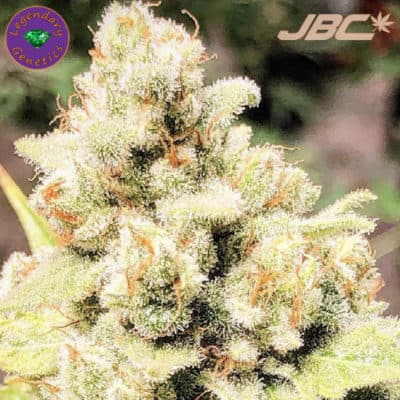 Legendary - Sunshine Stomper (Sunshine Daydream x Grape Stomper)