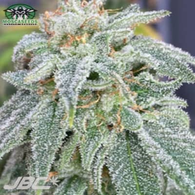 Mosca - Epic Lemons (Golden Lemons x Gelato 41) [FEM]