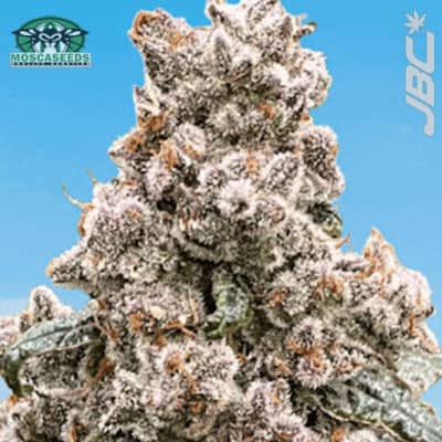 Mosca - Frosted Raspberries S1 [FEM]