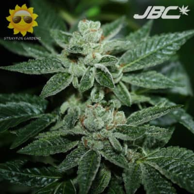 Strayfox - Afghani Snowflake  (80's Black Afghani x Tresdawg)