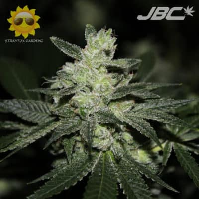 Strayfox - Chemdog Jungle (Tresdawg F1 x Jungle Fire)