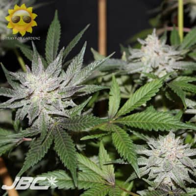 Strayfox - Cocoa 13 (Hashplant 13 (Cocoa Cut) x Afghani Skunk)