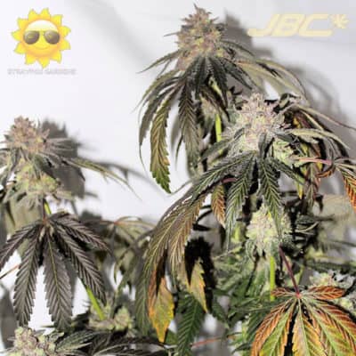 Strayfox - Deal Breaker (LA Kush Cake x North Indian/Tresdawg)