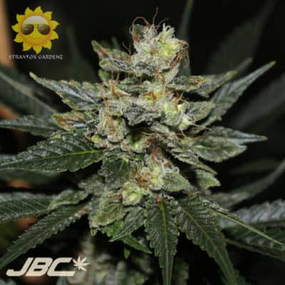 Strayfox - Garlic Goji (Black GMO x White Goji)